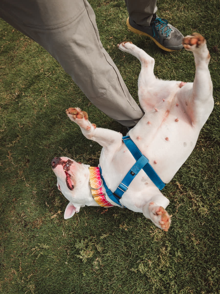 Bull terrier rolling on its back in the grass at a volunteer's feet